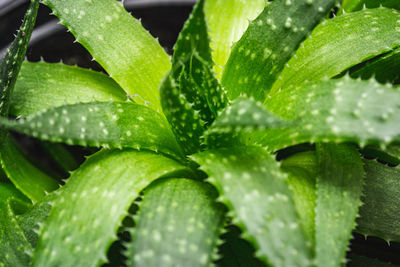 Close-up of wet plant leaves