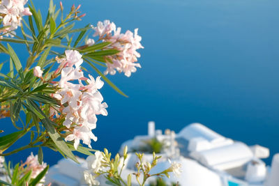 Close-up of white flowers against blue sky