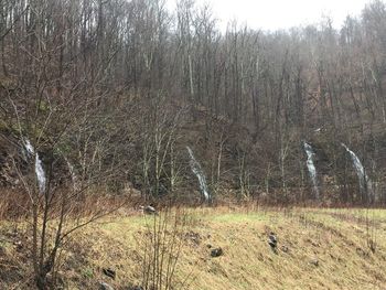 View of trees in forest