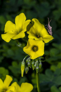 Close-up of yellow flowering plant