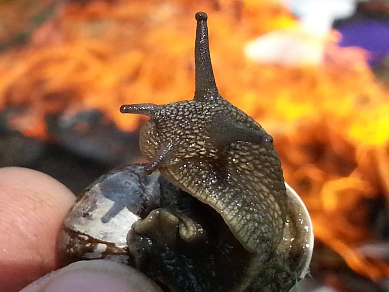 CLOSE-UP OF HAND HOLDING LIZARD