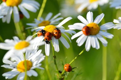 Ladybugs on daisies