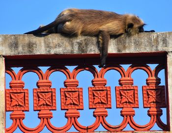 Low angle view of an animal against blue sky