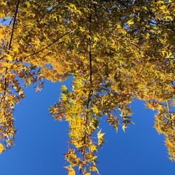 Low angle view of autumnal trees against clear blue sky