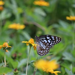 Close-up of butterfly pollinating on flower