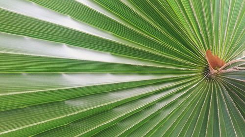 Full frame shot of palm tree