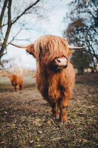 Highland cattle standing in a field