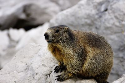 Close-up of marmot on rock