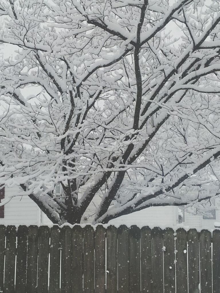 bare tree, winter, branch, cold temperature, tree, snow, season, nature, weather, tranquility, frozen, fence, day, covering, outdoors, built structure, growth, tree trunk, beauty in nature, no people