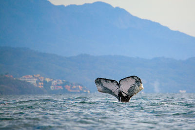 Horse swimming in sea against mountain range