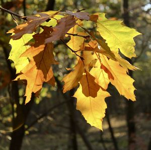 Close-up of yellow maple leaves