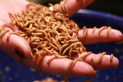 Close-up of hand holding worms