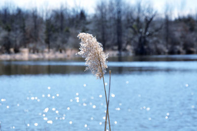 Close-up view of reed by sparkling lake against trees