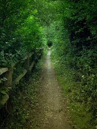 Scenic view of forest