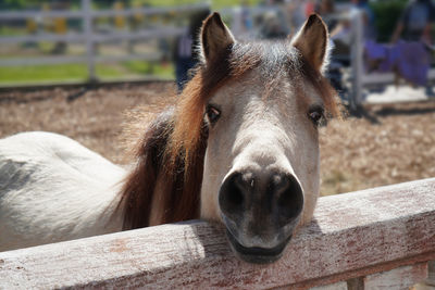 Close-up portrait of a horse