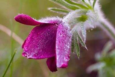 Close-up of wet pink rose flower