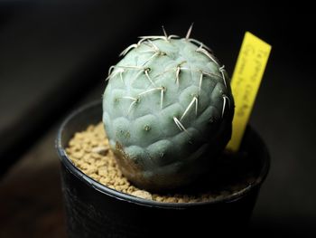 Close-up of succulent plant on table