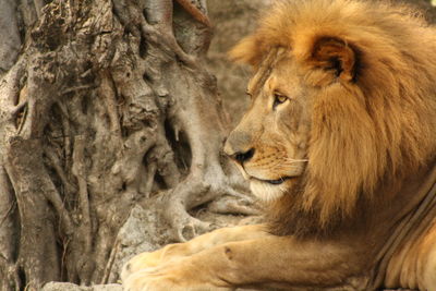 Side view of lion relaxing by tree