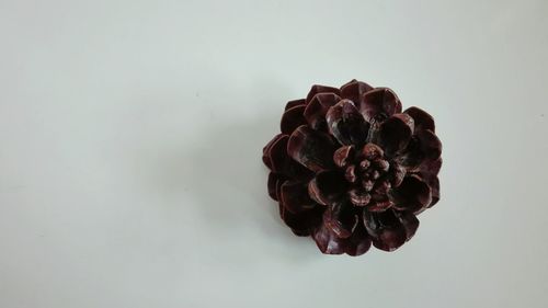 Close-up of flower over white background
