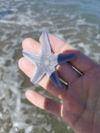 High angle view of butterfly on hand
