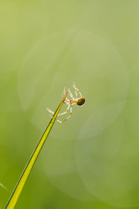 Close-up of insect on leaf