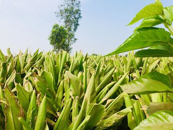 Close-up of crops growing on field against sky