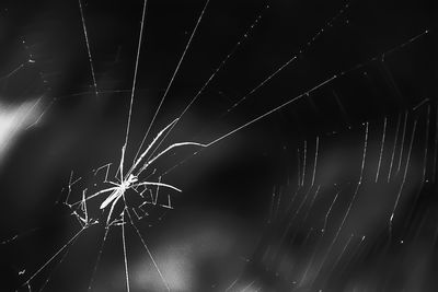 Close-up of spider web at night