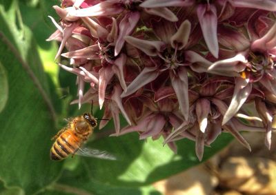 Close-up of bee by flowers