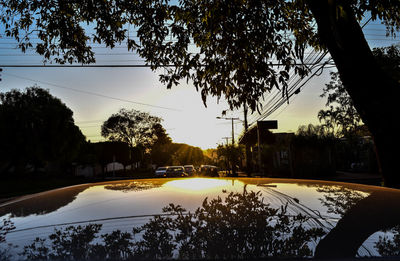 Reflection of trees in water
