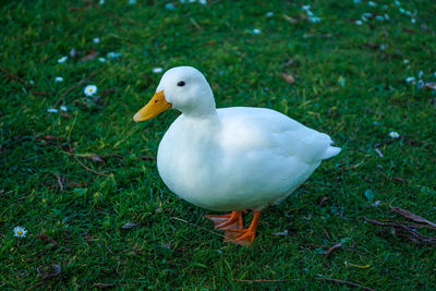 Close-up of seagull on land