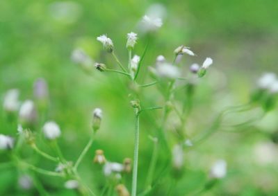 Close-up of insect on plant