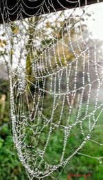 Close-up of spider web