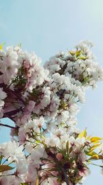 Low angle view of white flowers blooming on tree