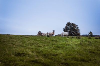 View of a horse on field