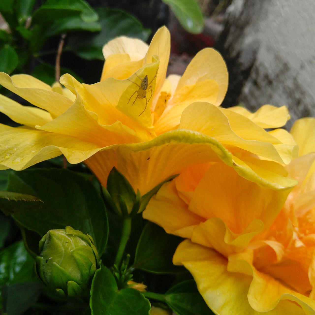 CLOSE-UP OF YELLOW FLOWER