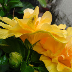 Close-up of yellow flowering plant