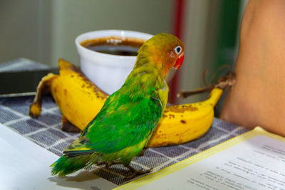 Close-up of parrot perching on table