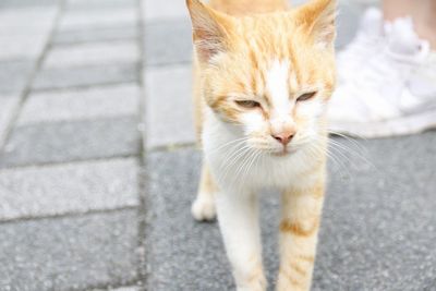 High angle view of cat on street