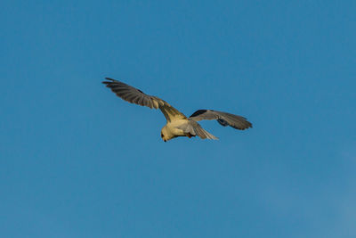 Low angle view of seagull flying in sky