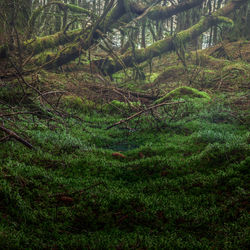 Scenic view of forest