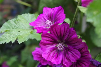 Close-up of purple flower blooming outdoors