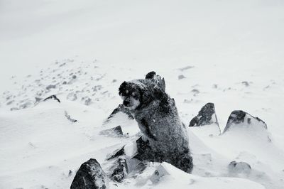 Close-up of dog in snow against sky