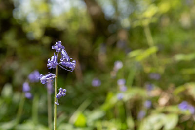 Close-up of purple flowering plant