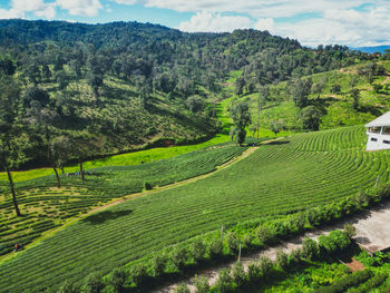 landscape