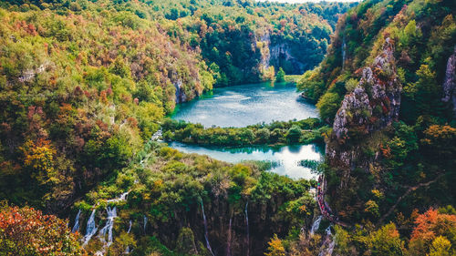 Scenic view of river amidst trees in forest