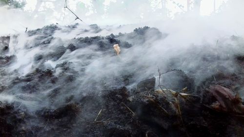 Low angle view of forest during foggy weather