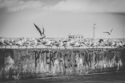 Birds flying over lake against sky