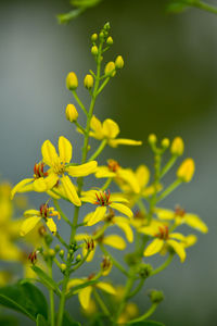 Close-up of yellow flowering plant