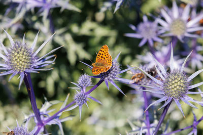 Close-up of butterfly pollinating on purple flower