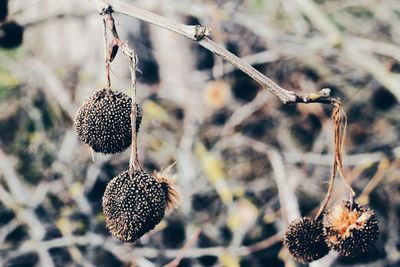 Close-up of wilted plant